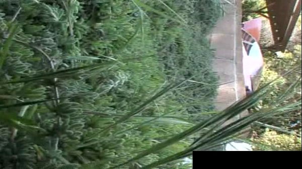 Wunderschöne brünette Vanessa bekommt einen spritzenden Orgasmus, wenn sie anal gefickt wird